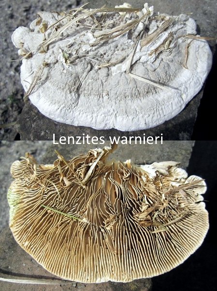 Cellulariella warnieri-amf1151.jpg - Cellulariella warnieri ; Syn1: Lenzites warnieri ; Syn2: Lenzites reichardtii ; Non français: Lenzite baleine